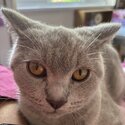 Lilac British Shorthair Kitten -4