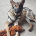 1yo MALE GSD FOR SALE-0