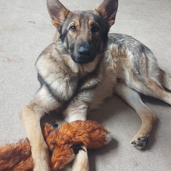 1yo MALE GSD FOR SALE