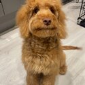 8 month old cockapoo-4