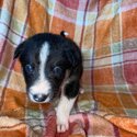 Beautiful Border collie puppies-4