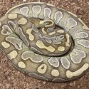 Ball python collection for sale -5