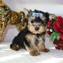 Home raised yorkie puppies for rehoming-1