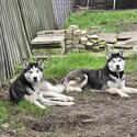 Female Siberian Huskies Full Breed-0