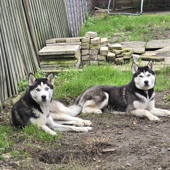 Female Siberian Huskies Full Breed