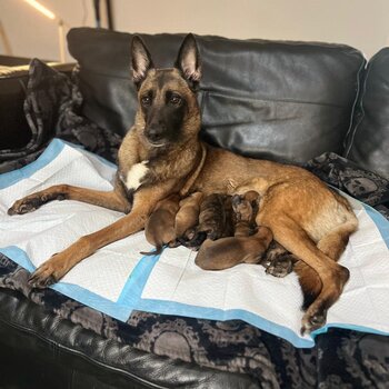 Belgium shepherd dog puppy’s 