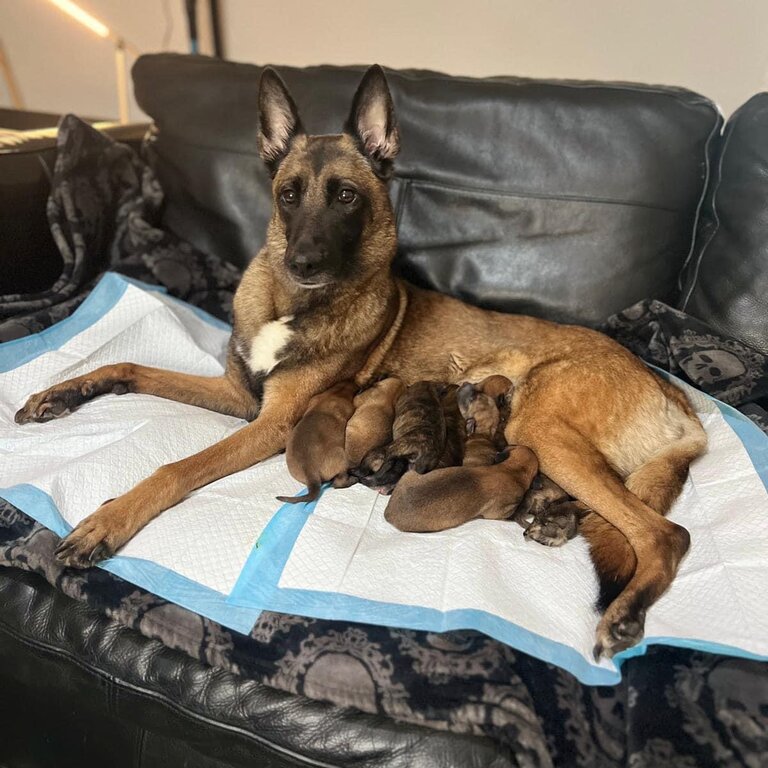 Belgium shepherd dog puppy’s 