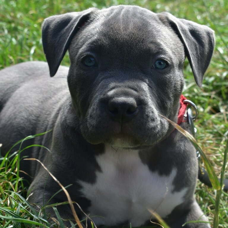 XL bully puppy