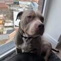 American bully male needs rehome-4