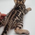 BENGAL Kittens Available-1