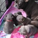 French bulldog puppies-1