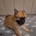 Miniature fox face pomeranians for sale -0