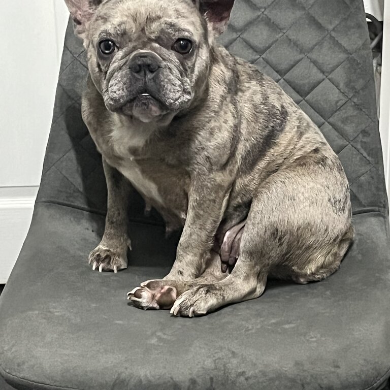 French bulldog 