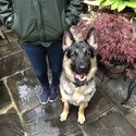 Handsone German Shepherd-5