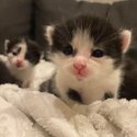 Kittens-1