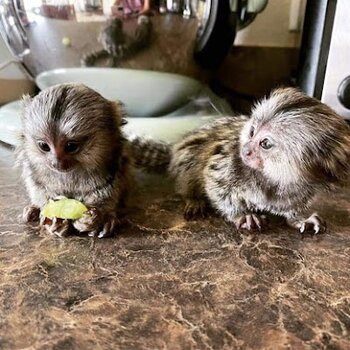 playful  pygmy marmoset Capuchin monkeys,