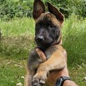 Belgian Malinois-3