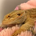 2 year old male bearded dragon with a 4x4x4 set up -2