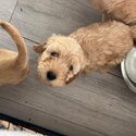 Adorable cockapoo puppy for sale -4