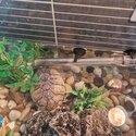 Urgent rehoming or 5 year old Musk turtle-5