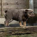 BEAUTIFUL ENGLISH BULLDOG-0