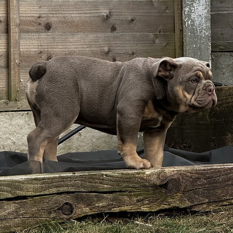 BEAUTIFUL ENGLISH BULLDOG