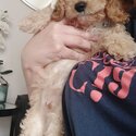 Male miniature cockapoo 12 weeks old with everything he needs-0