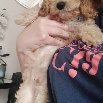 Male miniature cockapoo 12 weeks old with everything he needs