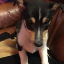 Rare SMOOTH COLLIE pup Tricolour -4