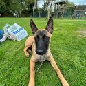 Beautiful Belgian malinois -0