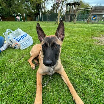 Beautiful Belgian malinois 