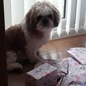 4 year old shihtzu -3