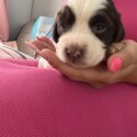 Sprocker puppies for sale -5