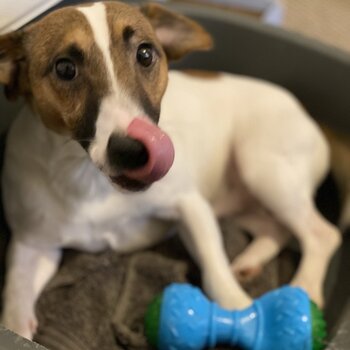 Jack russel adoption