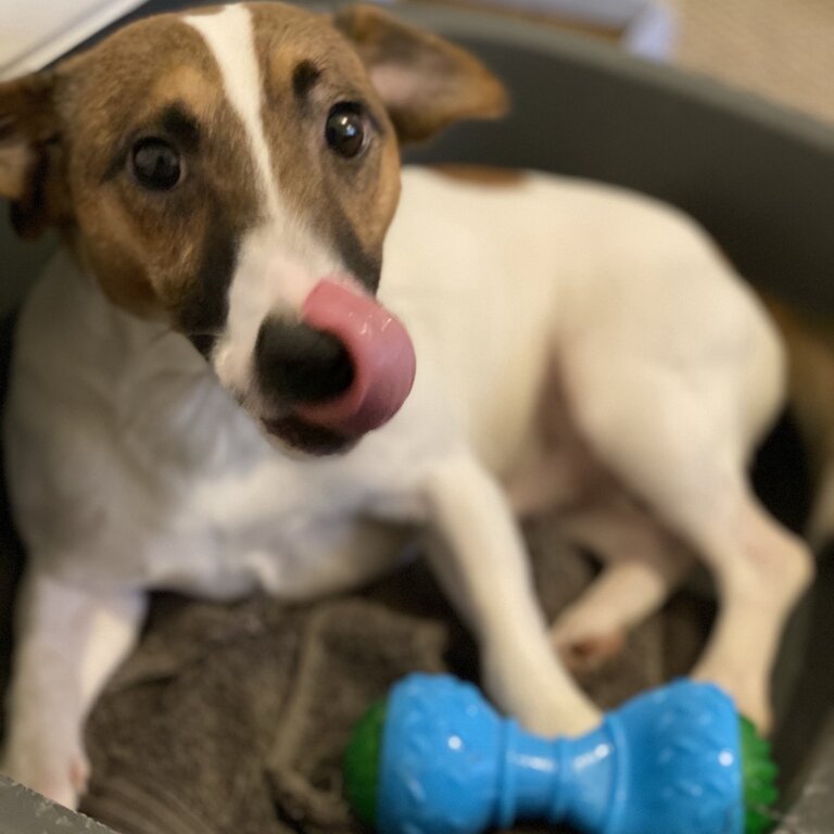 Jack russel adoption