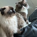 Ragdoll kittens-2