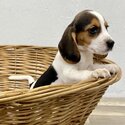 Beagle Puppies -2