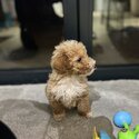 Toy poodle 10 weeks-0