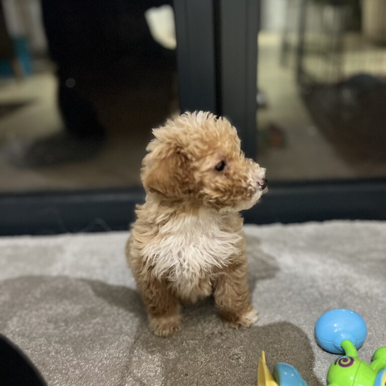 Toy poodle 10 weeks