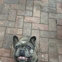 French bulldog bitch for sale -0