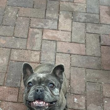 French bulldog bitch for sale 