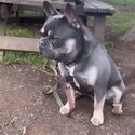 Lilac and tan French bulldog male -0