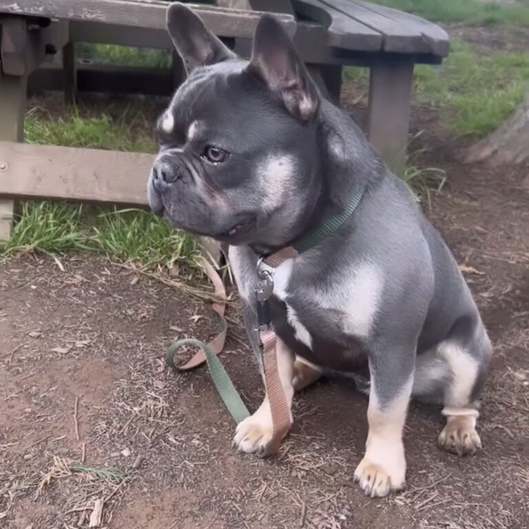 Lilac and tan French bulldog male 