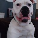 Reggie he's loving friendly very good with kids and dogs looking for a new home-0