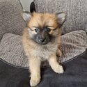 Miniature fox face pomeranians for sale -2