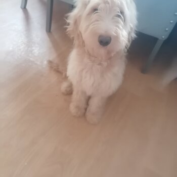 Gooldendoodle for sale