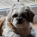 4 year old shihtzu -1