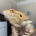 Bearded dragon and complete set up for sale-1