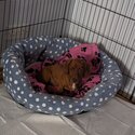 12 Week Old Miniature Dachshund Female Puppy-2