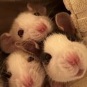 Top eared baby females rats in Bolton-1